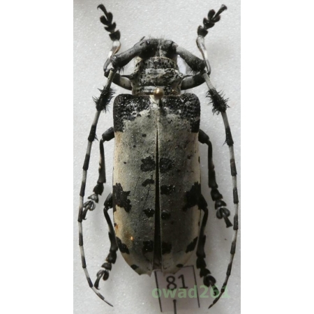 Aristobia voeti Breuning & Itzinger, 1943 40mm Thailand81